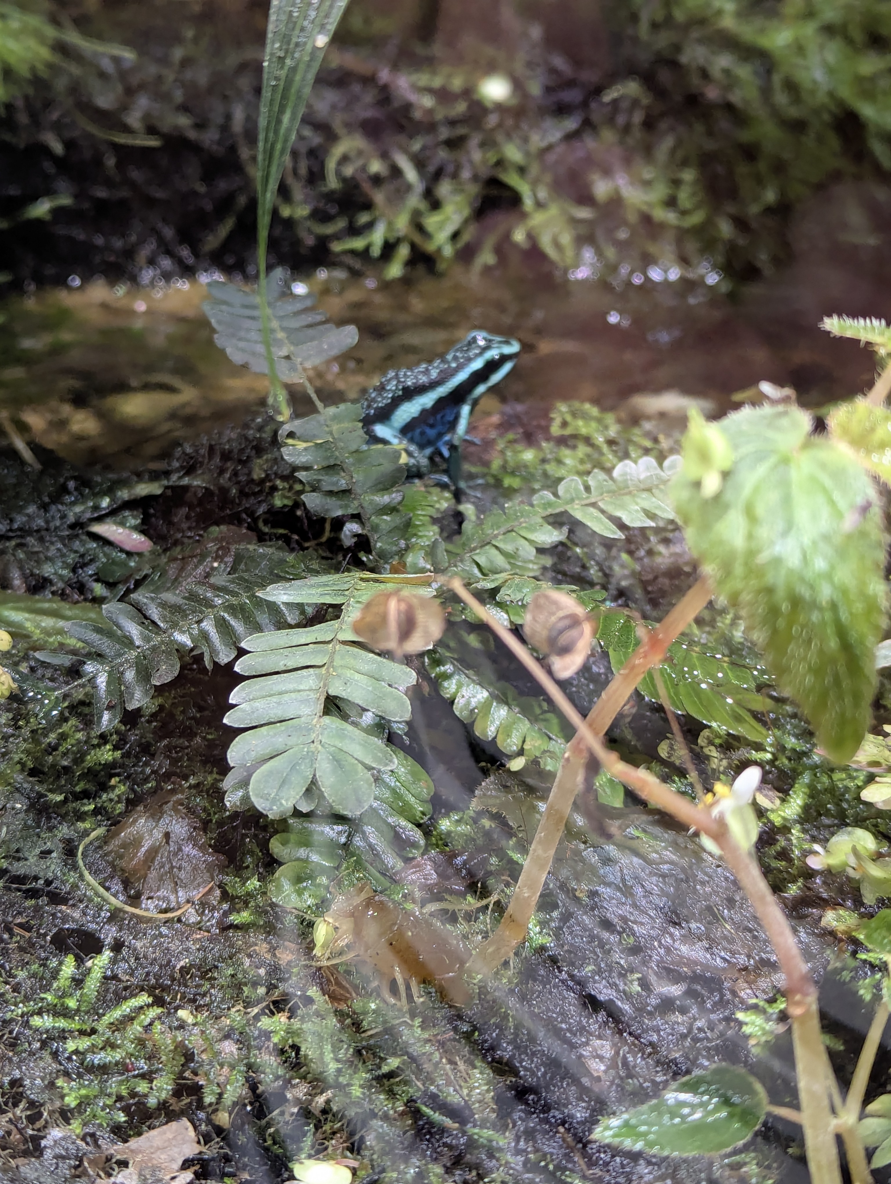 Birthday Trip to Canada, Edmonton, Pyramids, Muttart Observatory